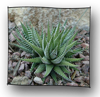 haworthia