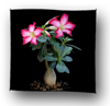 adenium_obesum