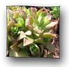 aeonium_decorum