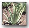 aloe_vera