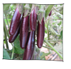 aubergine_little_finger