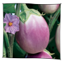 aubergine_rosa_bianca