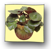 begonia_erythrophilla