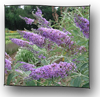 buddleia