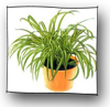 chlorophytum