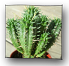 euphorbia