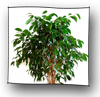 ficus_benjamini