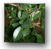 ficus_microcarpa