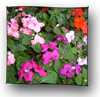 impatiens