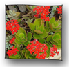 kalanchoe