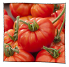 tomate_marmande