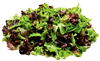 mesclun