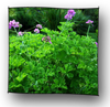 pelargonium_citronellum