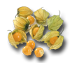 physalis