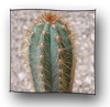 pilosocereus