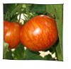 tomate_red_zebra