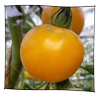 tomate_reine_or