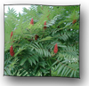 rhus_typhina