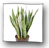 sanseveria