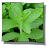 stevia_rebaudiana