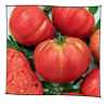 tomate_brandywine_rouge