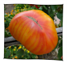 tomate_coeur_de_boeuf_striped