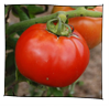 tomate_saint_pierre