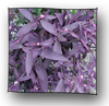 tradescantia