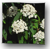 viburnum