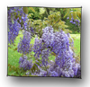 glycine