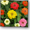 zinnia